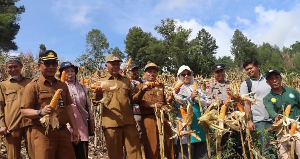Wawako Sungai Penuh Panen Jagung Bersama Petani